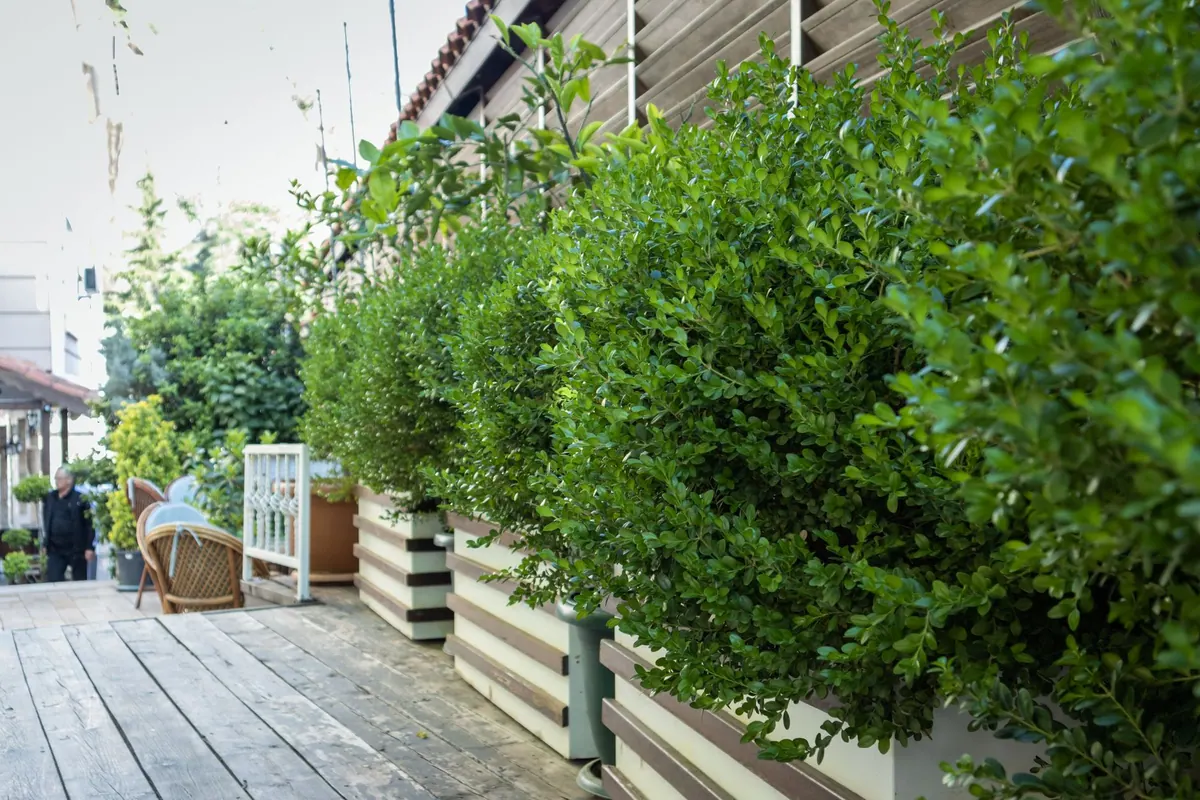 Jardin avec terrasse en bois et haie taillée Jardin avec terrasse en bois et haie taillée