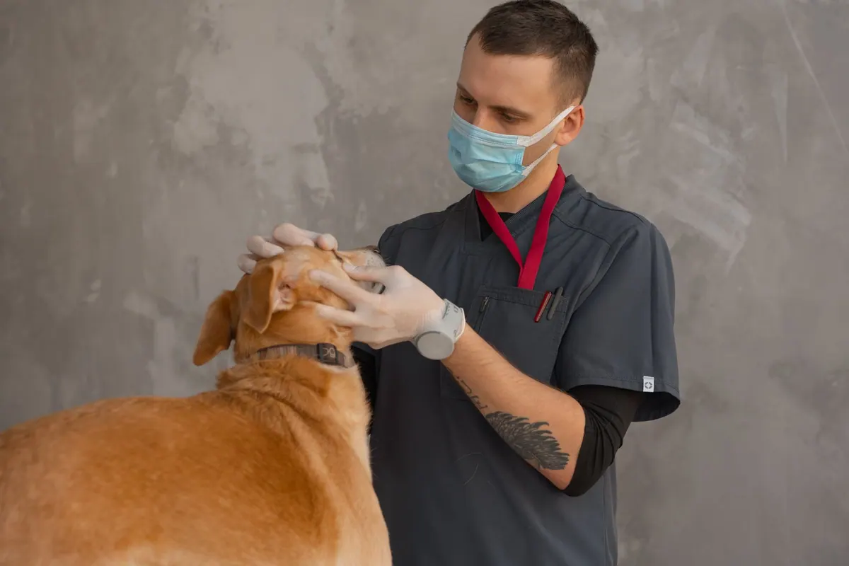 Vétérinaire examinant un chien